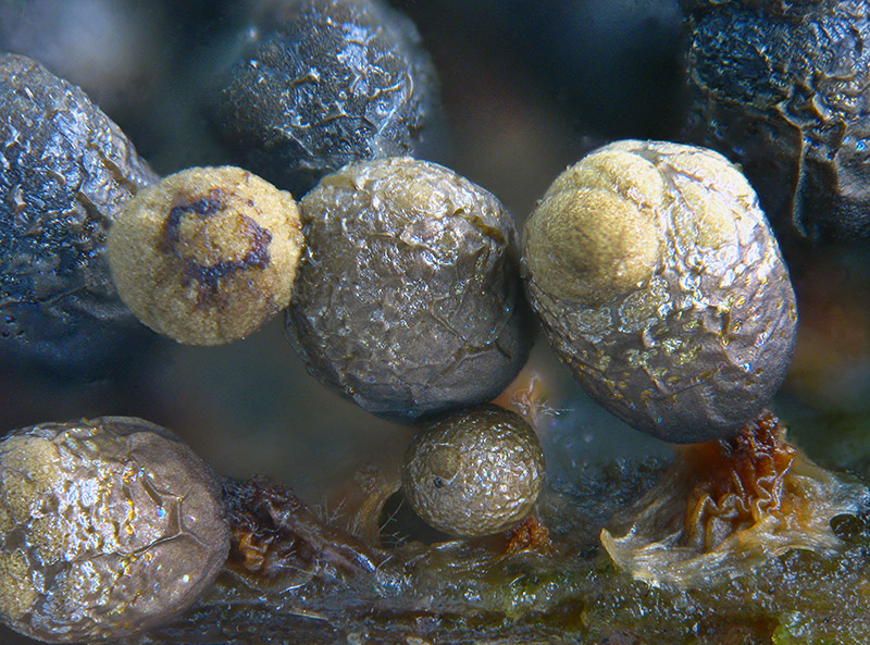 Cribraria (argillacea)